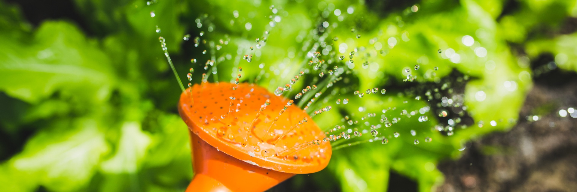 Contribute to the restauration of our damaged environment