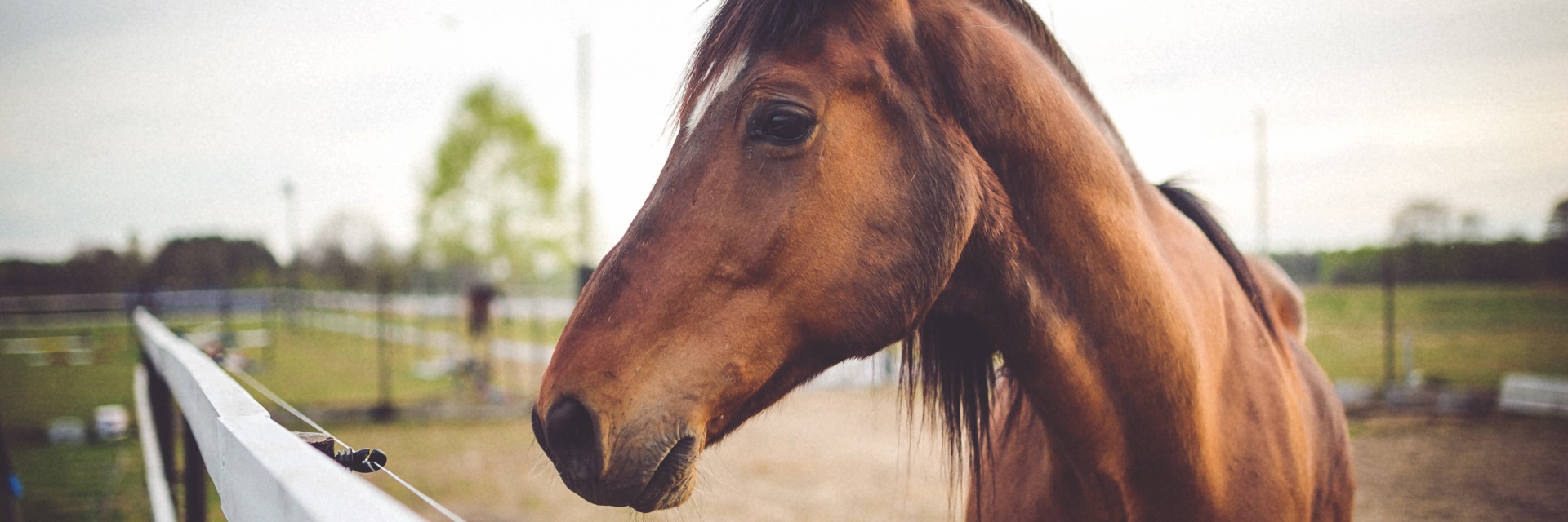 The greatest happiness on earth is sitting in the saddle of a horse