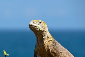 Galapagos Islands - © Ailola Quito