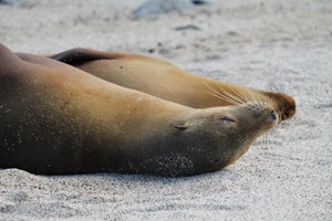 Sea lion Galapagos Islands