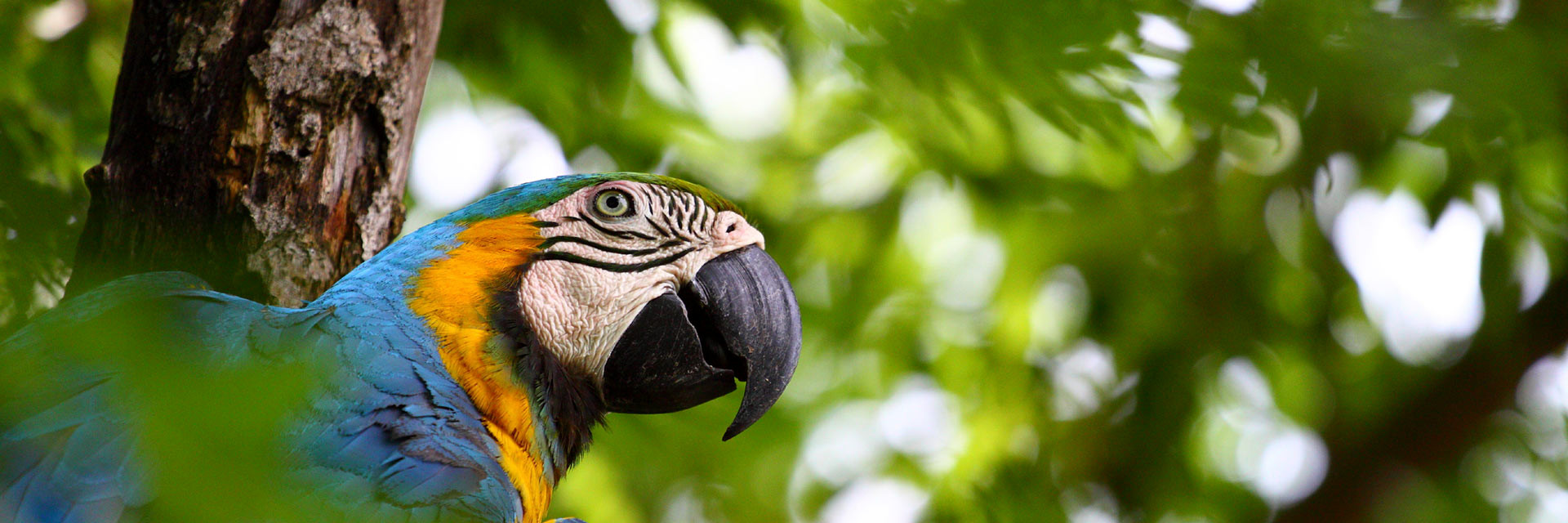 Cockering-up rescued wild animals 