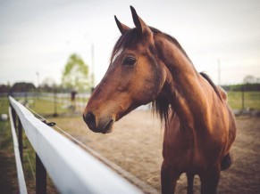 The greatest happiness on earth is sitting in the saddle of a horse