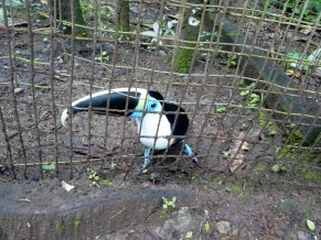 Cockering-up rescued wild animals 